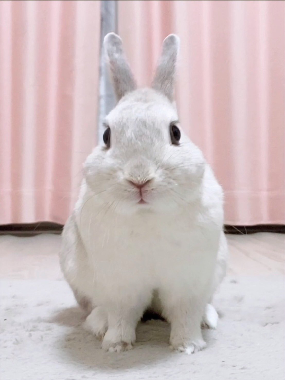 こうきまき（うさぎのもち🐰） on X: 