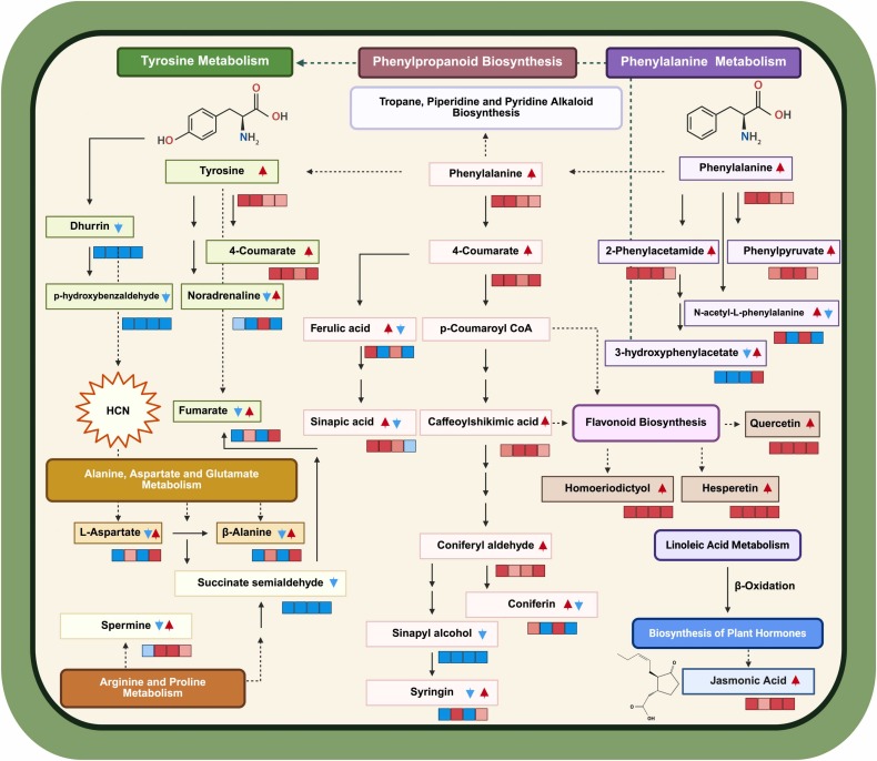Eliminating dhurrin in PAF sorghum reprograms metabolism w/o yield penalty🙌doi.org/10.1016/j.enve…
—more flavonoids &amp; antioxidants, stronger JA signaling—pointing to safer, resilient forage #CropForageLivestockSystemsProgram <a href="/KJagadish_TTU/">Krishna Jagadish</a> <a href="/AnitaK_2101/">Anita Kumari</a> <a href="/alocruzel/">Alondra Cruz</a> 🙌👏