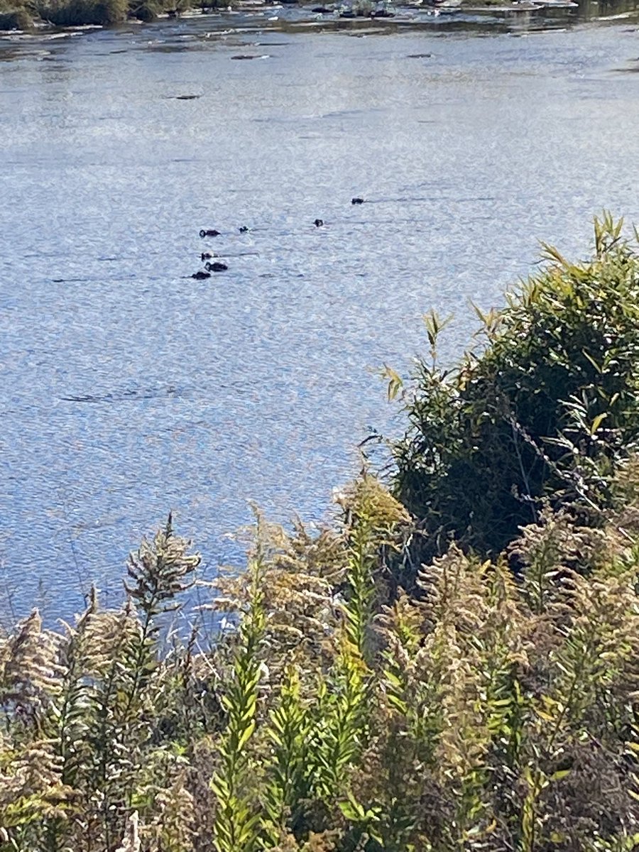 本日は会社帰りに総合公園２周３５分ｊｏｇ。空気が重い🥵９月になったが、秋の気配なし！🤣