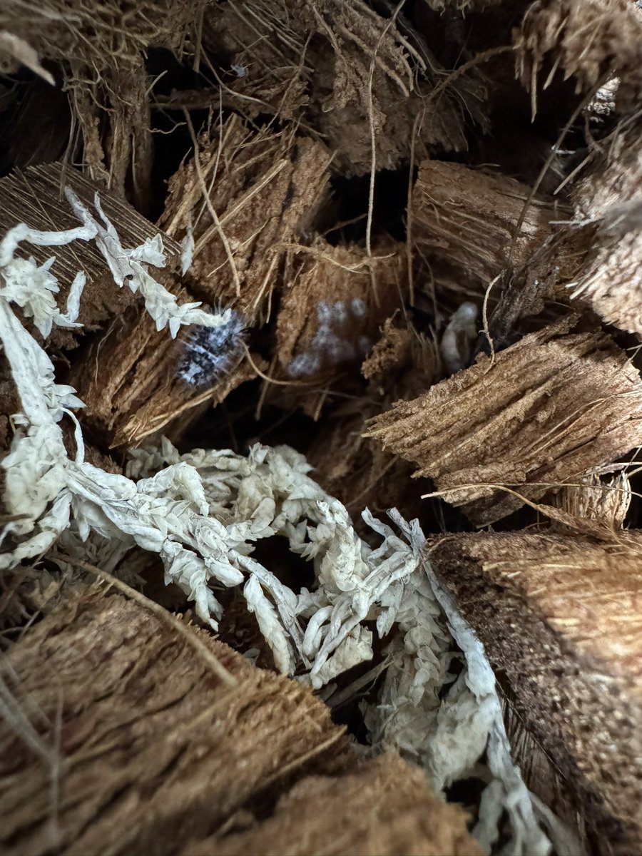 久しぶりにホワイトスカル産まれた
元気に育ってくれ！