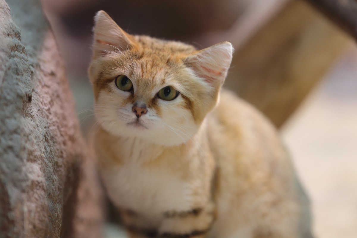 斜め上を見るヤシュくん
＃那須どうぶつ王国　＃スナネコ