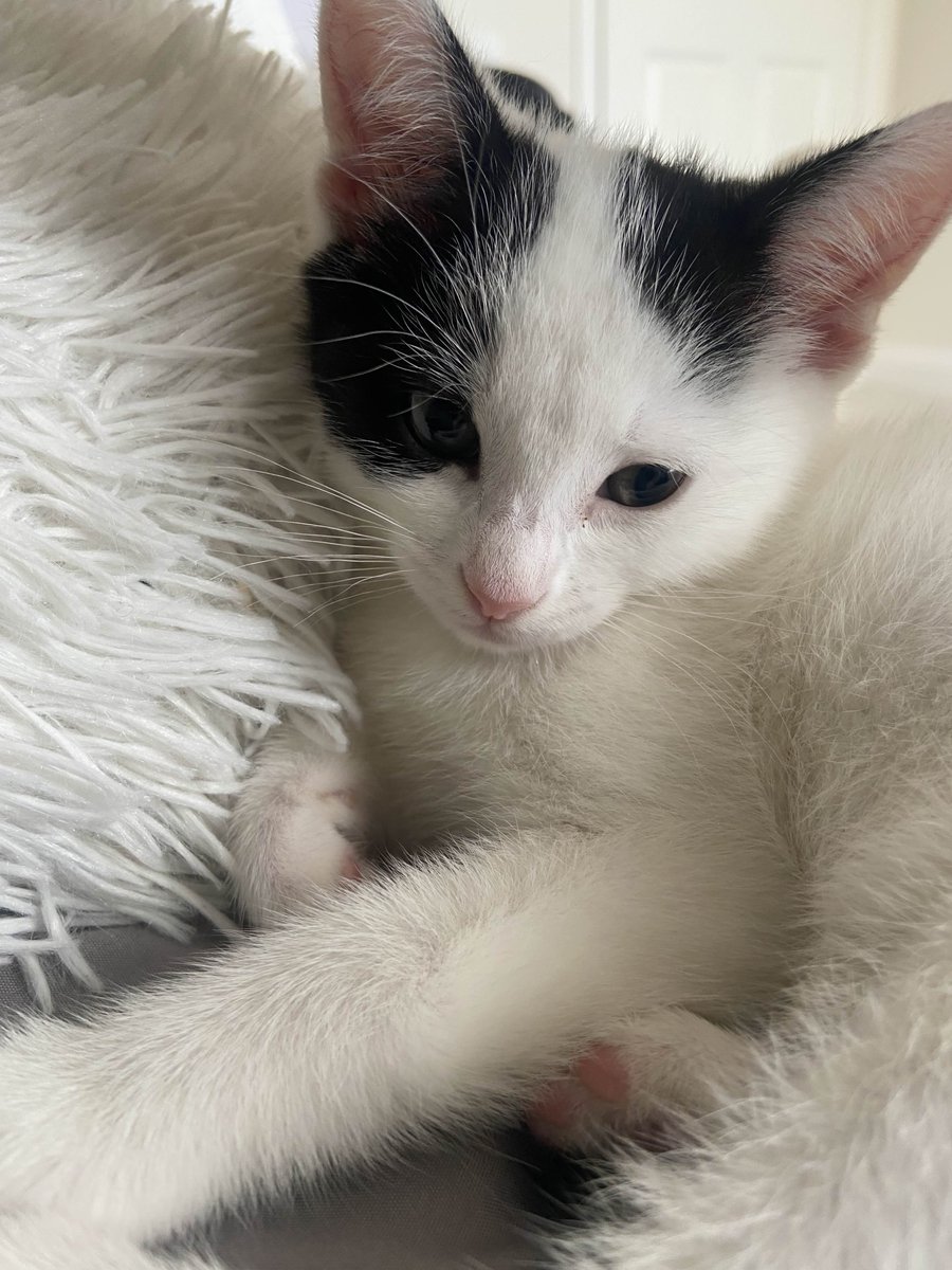 In case you missed our little announcement... introducing a new member of the family, Luna 🐾