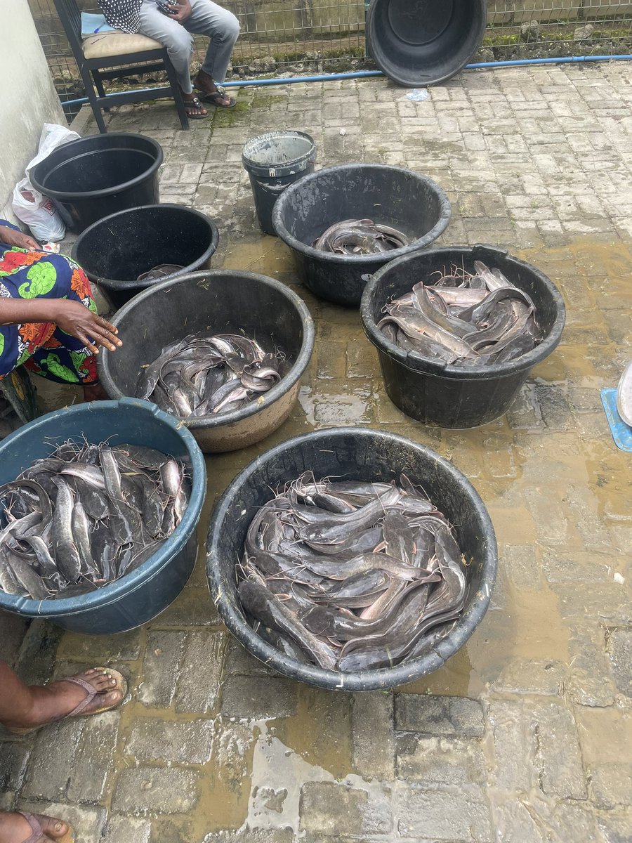 This is part of what I do for a living…please repost, I’m looking for off takers🤲🏾😭🤲🏾🤲🏾