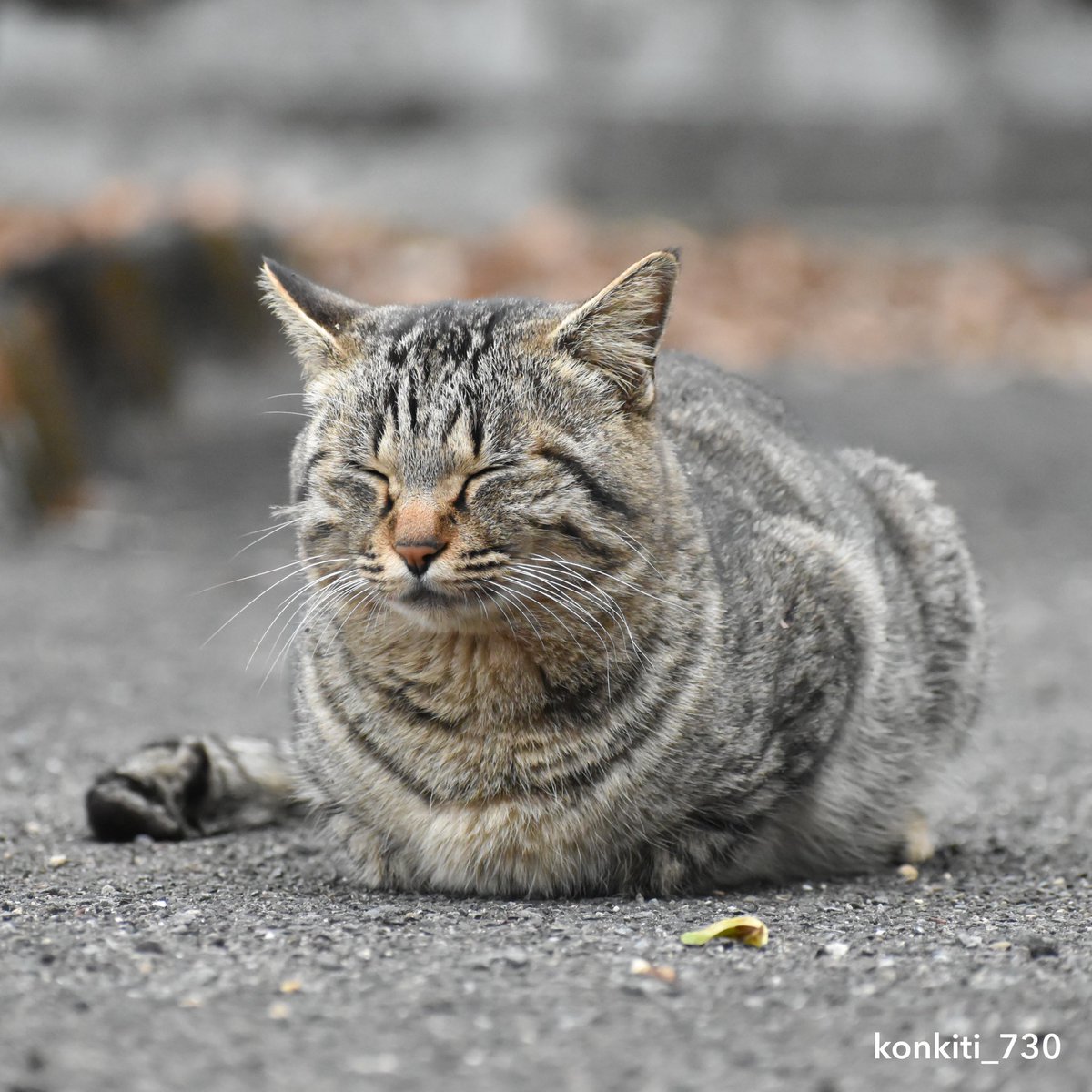 こんきち (猫写真) on X: 