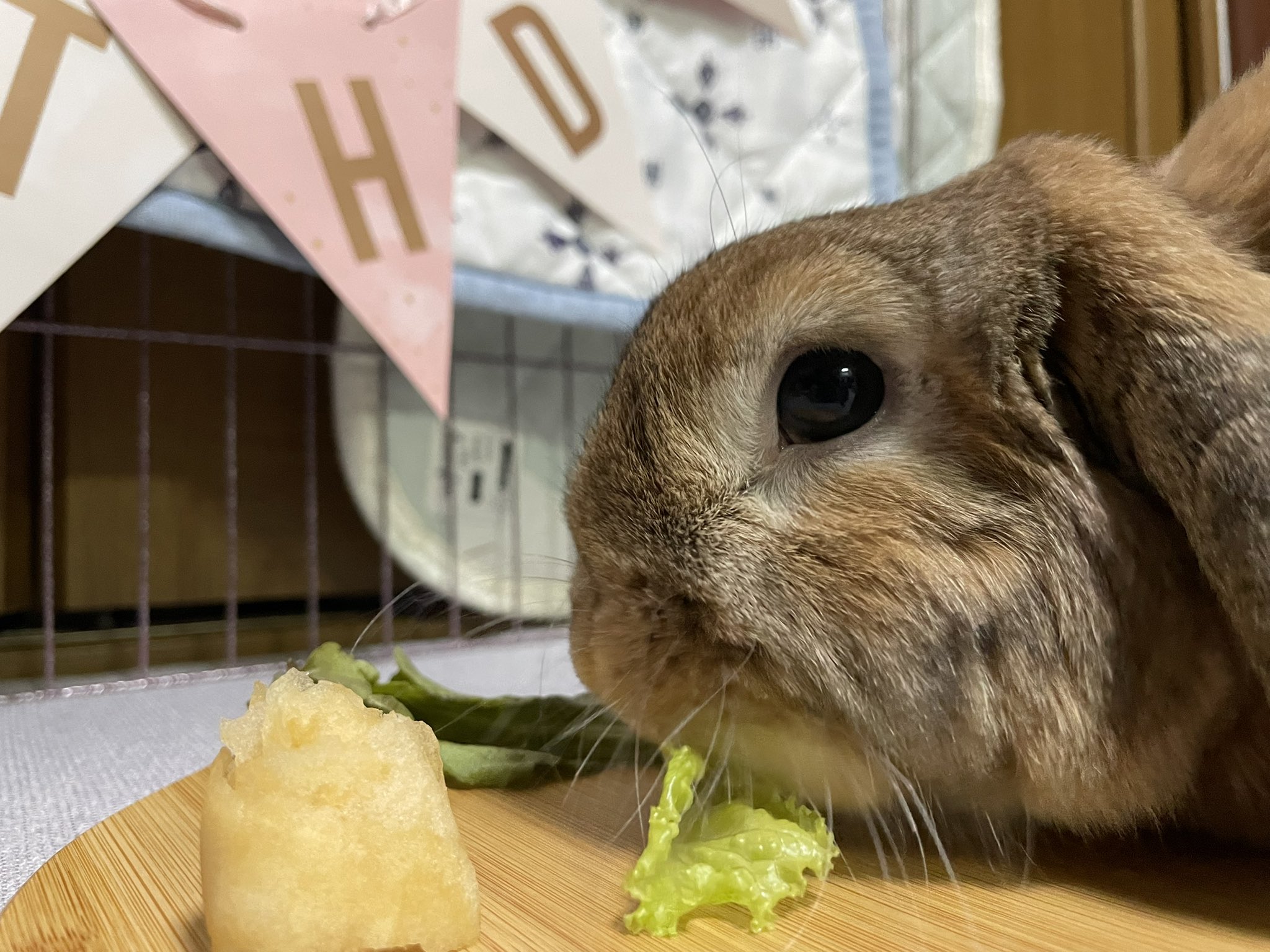 うさぎ rabbit-img-a-260-side.png