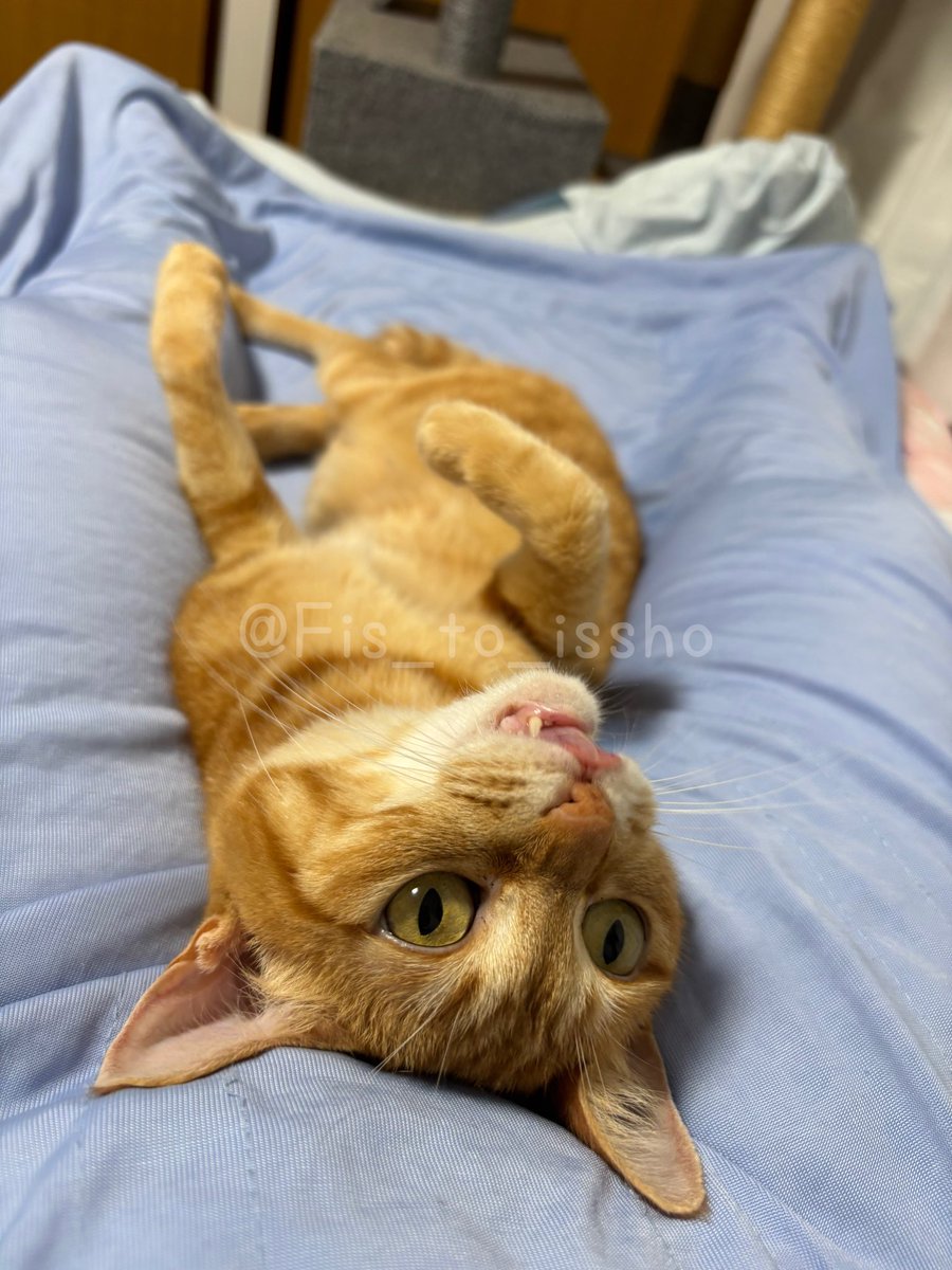 愛おしさに日々感謝しかない🥹

#世界茶トラ感謝の日 #猫 #cat #猫好きさんと繋がりたい  #ねこかわいいね #猫のいる暮らし