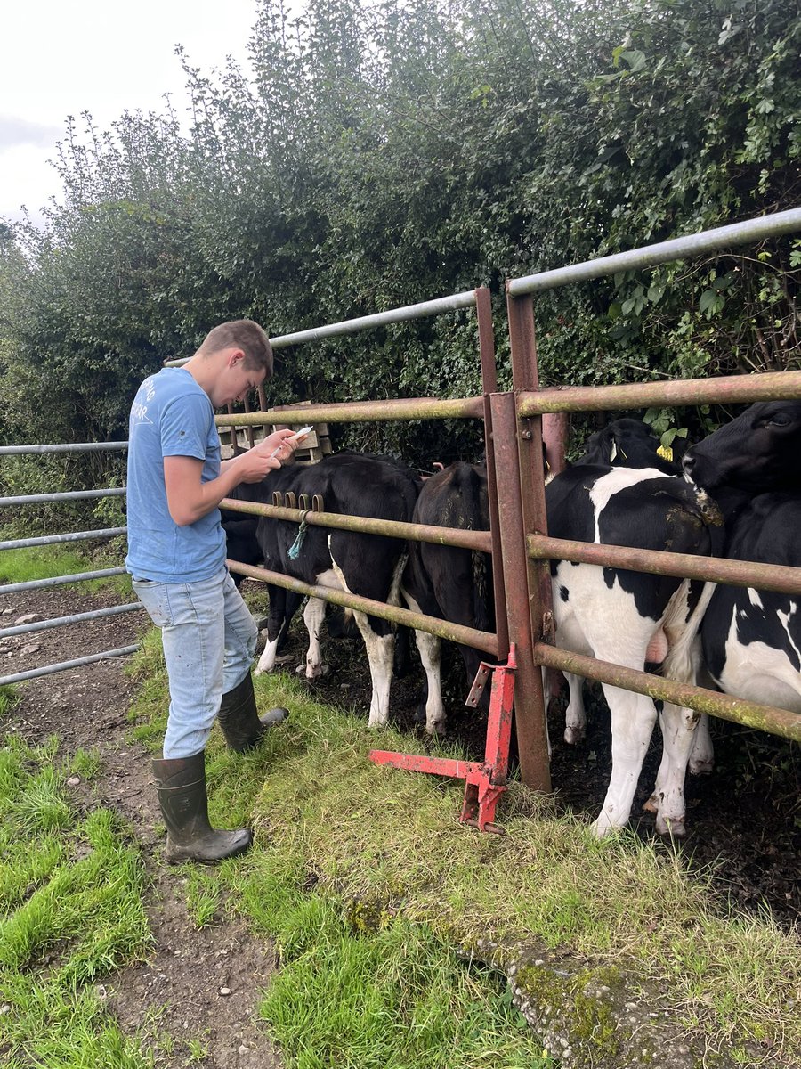 Blackleg Vaccination time its handy having a student Vet to do it!