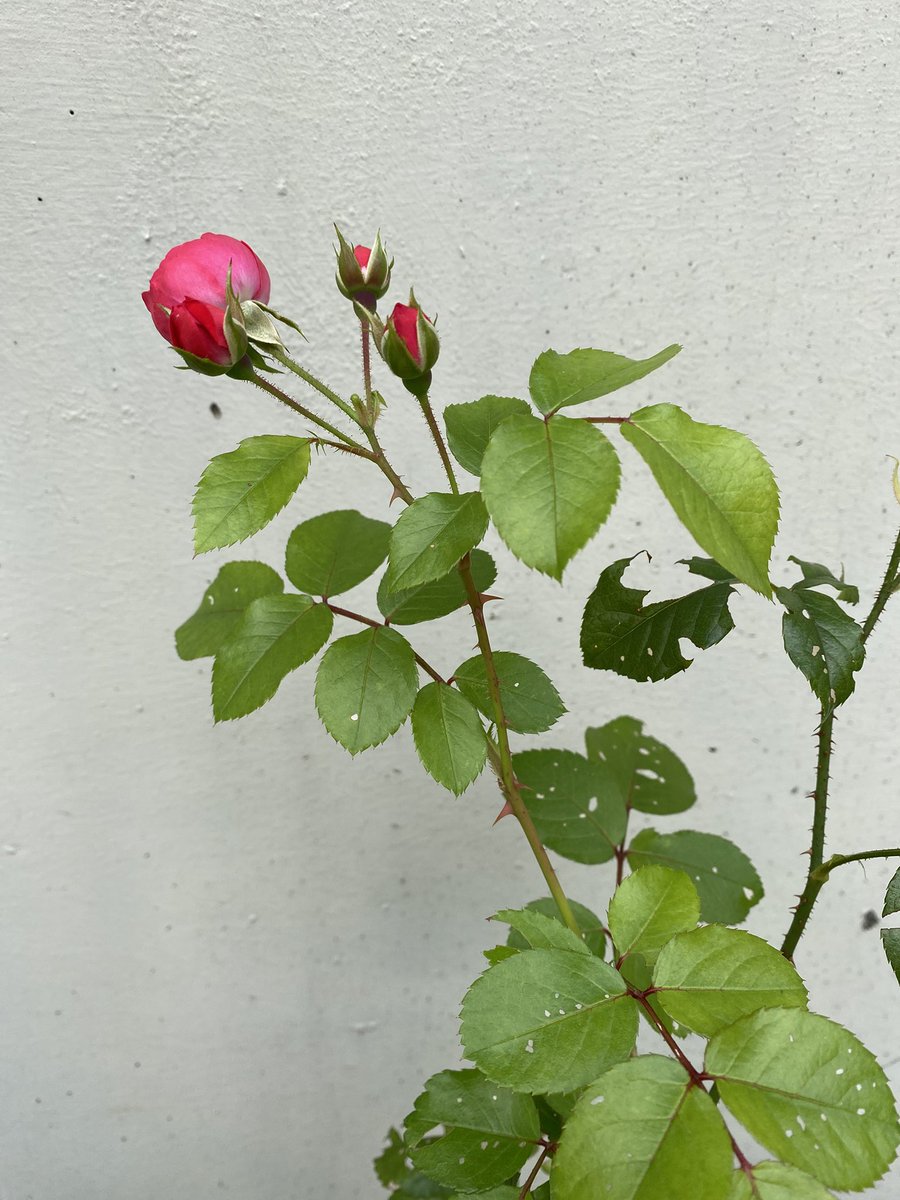 Sonia Zuccaro tweet media