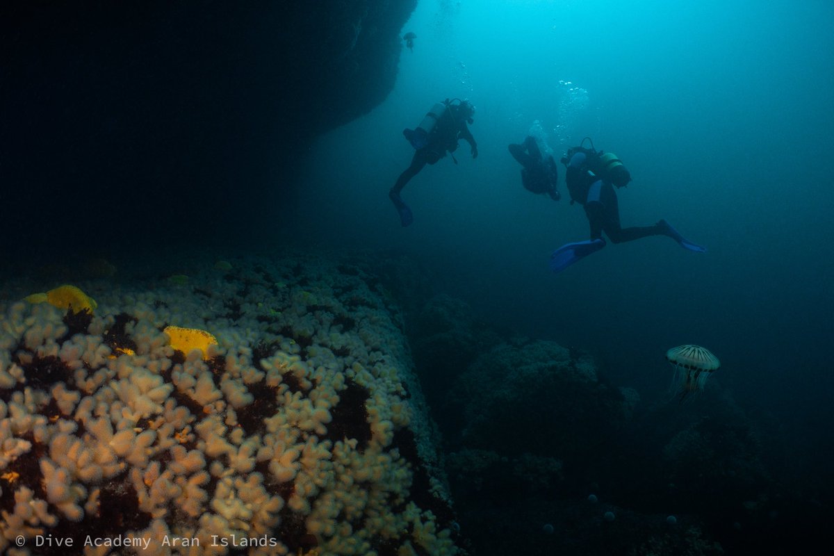 DiveAran tweet media