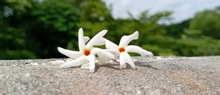 کچھ ایسے بن جاؤ کہ تمہیں دیکھنے والے تمہاری تربیت کرنے والوں کے حق میں دعا کریں ۔🌸

#urduquotes  #UrduNews