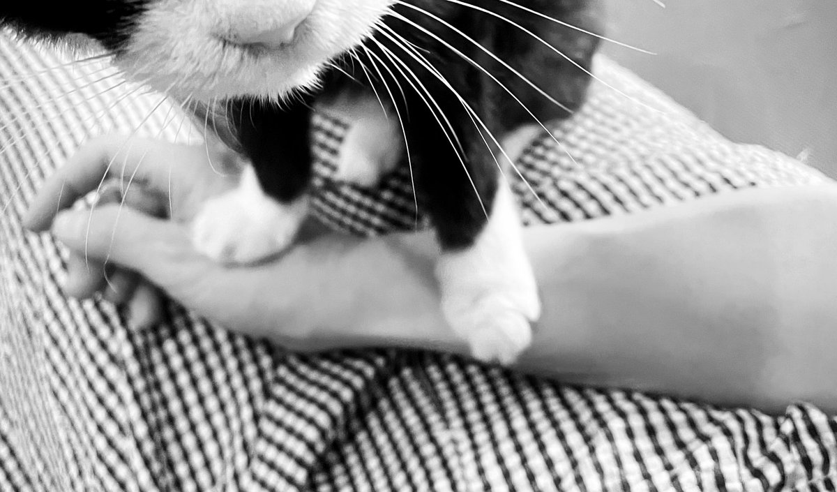 猫師匠は踏むのがお上手です。
私は有り難くて嬉しくてじっと動かずにいます。
スリスリも猫師匠が1番です。