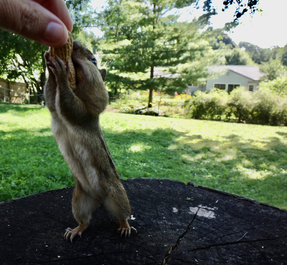 Making them work for it! #chipmunks #nature #wildlife #HardWork