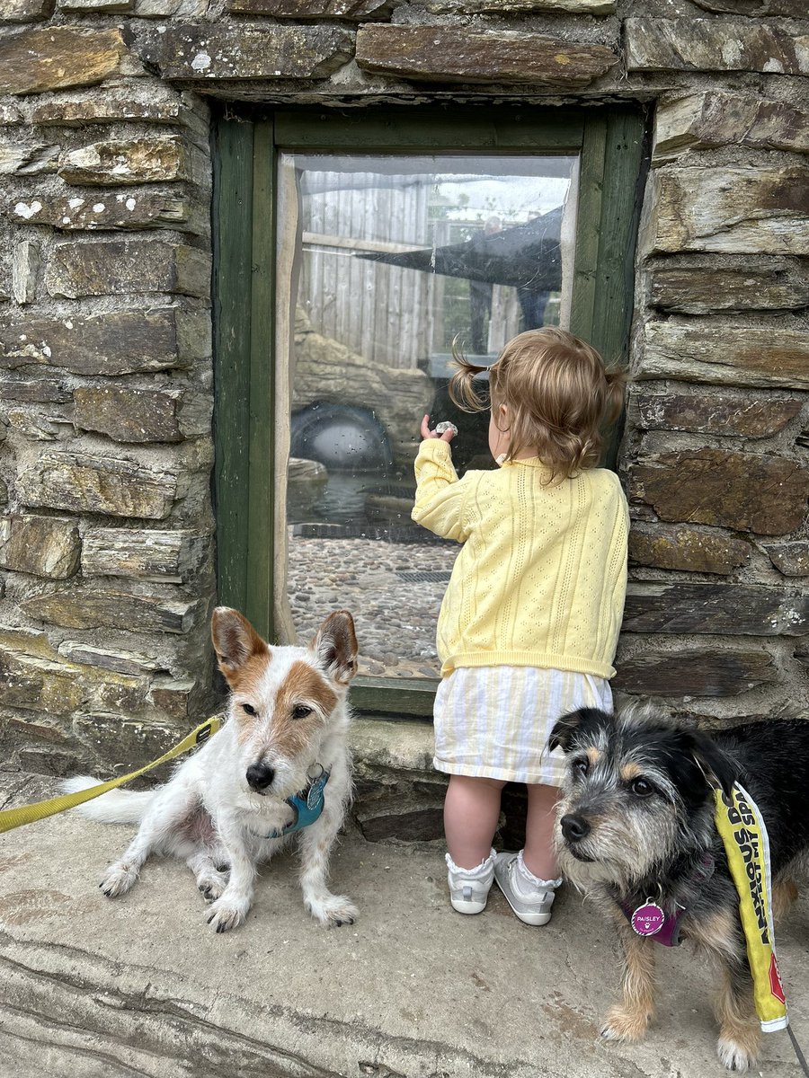 clambofficial's tweet photo. Seals and sunshine 🦭☀️

Some photos from our trip to the @Seal_Sanctuary in June. Such a lovely place, and the perfect day out for two dogs and a toddler!
 -5
[Ad - press trip]

#visitcornwall #dogfriendlycornwall #familyfriendly https://t.co/zKoDxs4AjH
