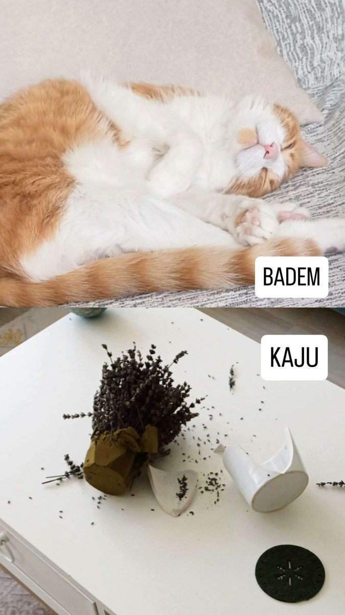 Ve hepimizi bitiren o soru;
Bizimki çok akıllı bebek kedi mi alsak? 😂