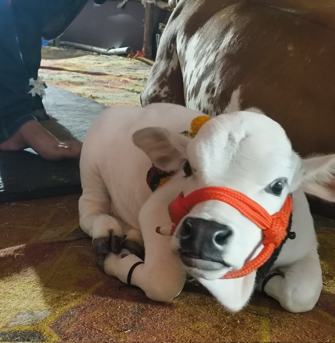 MF_mahesh's tweet image. new friend