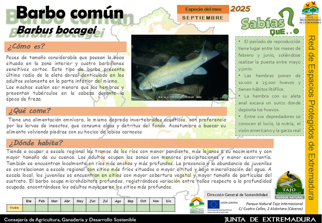 Barbo común,endémica de la península, de tamaño relativamente grande, hasta 1m comparada con las otros ciprínidos.
Población localmente abundante, con tendencia regresiva por infraestructuras hidráulicas,  contaminación, extracción de áridos e introducción de especies exóticas.