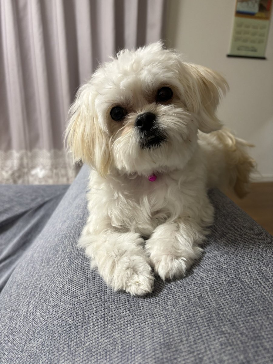 sjPPBmFrFimWiZz's tweet image. まったりLOVEちゃん。

#ケツ曜日
#ペキプー
#木更津市