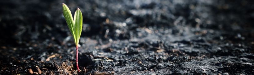 #Galicia La <a href="/Xunta/">Xunta de Galicia</a> establece medidas urgentes para hacer frente a los daños causados por los incendios forestales. lc.cx/ydEzRo