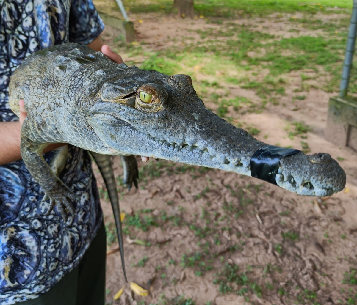 On the one hand, I would like to turn this account into a page exclusively dedicated to crocodilyans, but on the other hand, I know that I would lose many followers and my art production would be affected by it (even more so). The eternal dilemma.