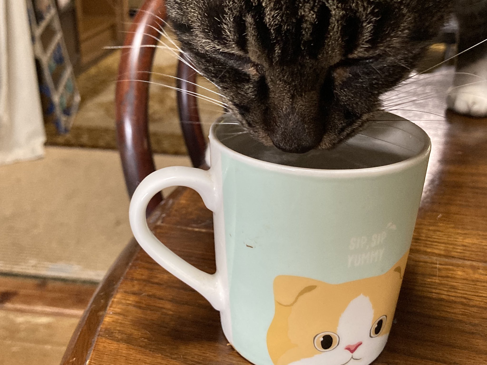 もねこ様♡ありがとうございます♡ 今日のご飯しだいでもある。 — 猫様…と思っていただけたら、ぜひ