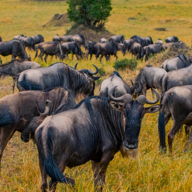 BeyondTravel6's tweet photo. The Wildebeest Migrations in East Africa are breathtaking spectacle, with millions of wildebeests and zebras thundering across the serengeti-Mara ecosystem in search of greener pastures. Its nature's grandest show, driven by instinct and survival.
#ExploreUganda
 #ExploreAfrica https://t.co/sq7Nd6qn9Y