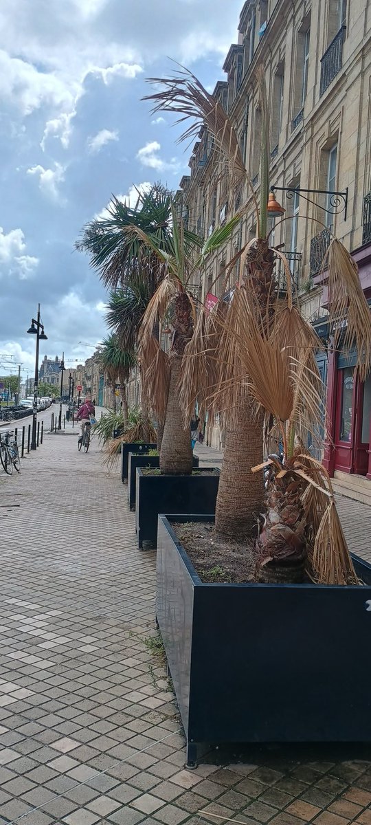 A Bordeaux, comme à Paris, un jour, il faudra que les politiques comprennent qu'une plante en pot demande plus de soins qu'une plante en pleine terre... sinon, ben ça crève...