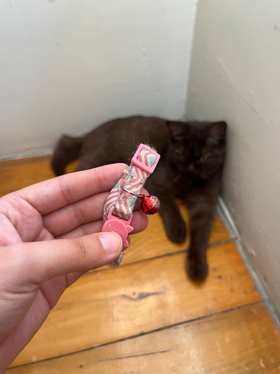 Arkadaşlar merhaba. Bugün Eskişehir Odunpazarı Ihlamurkent civarında bu yavrucağı buldum. Tasmasında bir numara var ama okunmuyor. Elden ele belki sahibini buluruz.