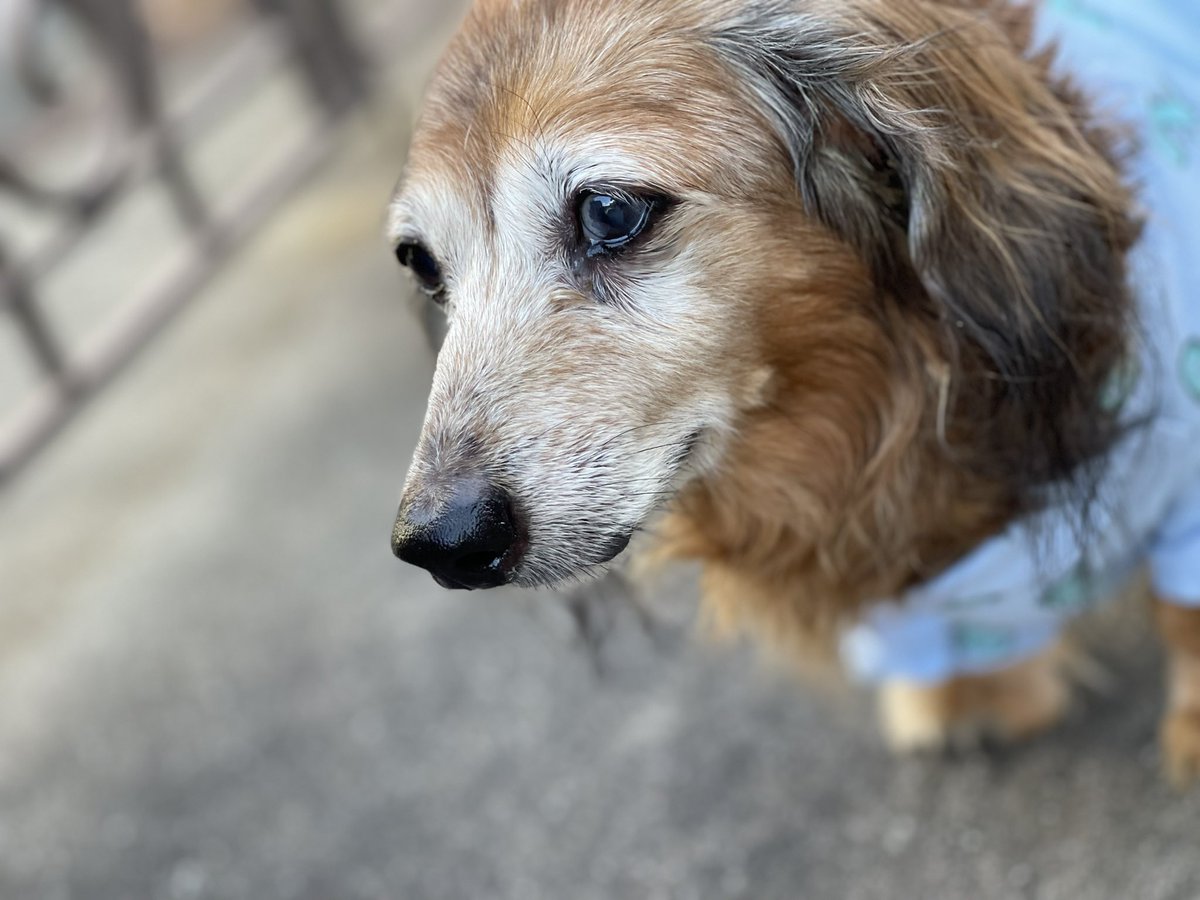 今日私のかわいいかわいい子が16歳の誕生日を迎えました🎊
大きい手術を乗り越えてから2年、それ以降薬は毎日飲んでるけど体調を維持してくれてありがとう😊これからも一緒に過ごそうね💕
#シニア犬 #ミニチュアダックス