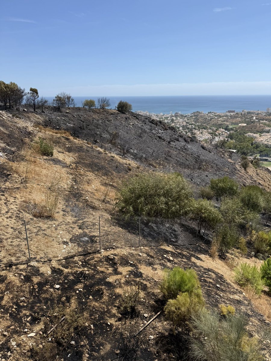 Años reclamando a Emabesa y <a href="/BenalmadenaAyto/">Ayuntamiento de Benalmádena</a> la falta de limpieza de las hojas de pino acumuladas de años. Hoy se ha quemado todo y sois culpables