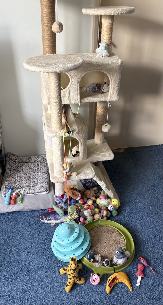 We’ve been having a new blanky &amp; tidy up toys morning! Before, during &amp; after 😻 #CatsOfTwitter