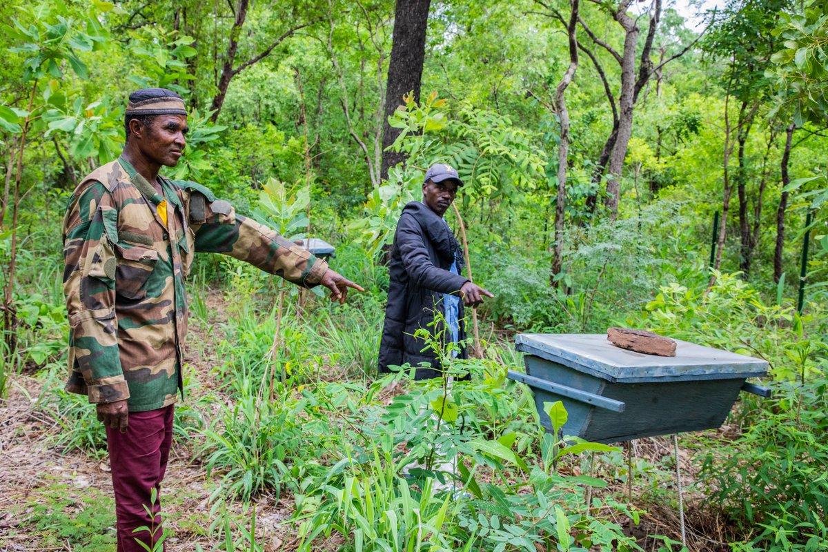 peged_pnud's tweet image. De chasseur à protecteur de la nature🌿🇬🇳
À Fodéya en #Guinée, Ibrahima Camara a abandonné son fusil pour #préserver la forêt et développer des revenus durables grâce au #ProjetBafingFalémé.
👉 Son parcours inspirant ici : tinyurl.com/7uk3wx7s
@UNDPAfrica @UNDP @PNUDGuinee