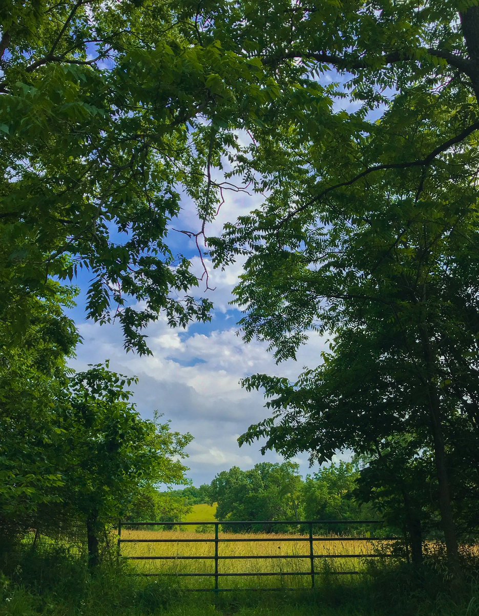 🍃