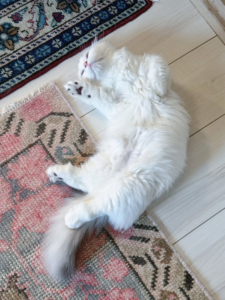 こんにちは9月🪻
まだまだ暑いのでみなさまもお気をつけて…！

#ルピナ #マンチカン #猫のいる暮らし
