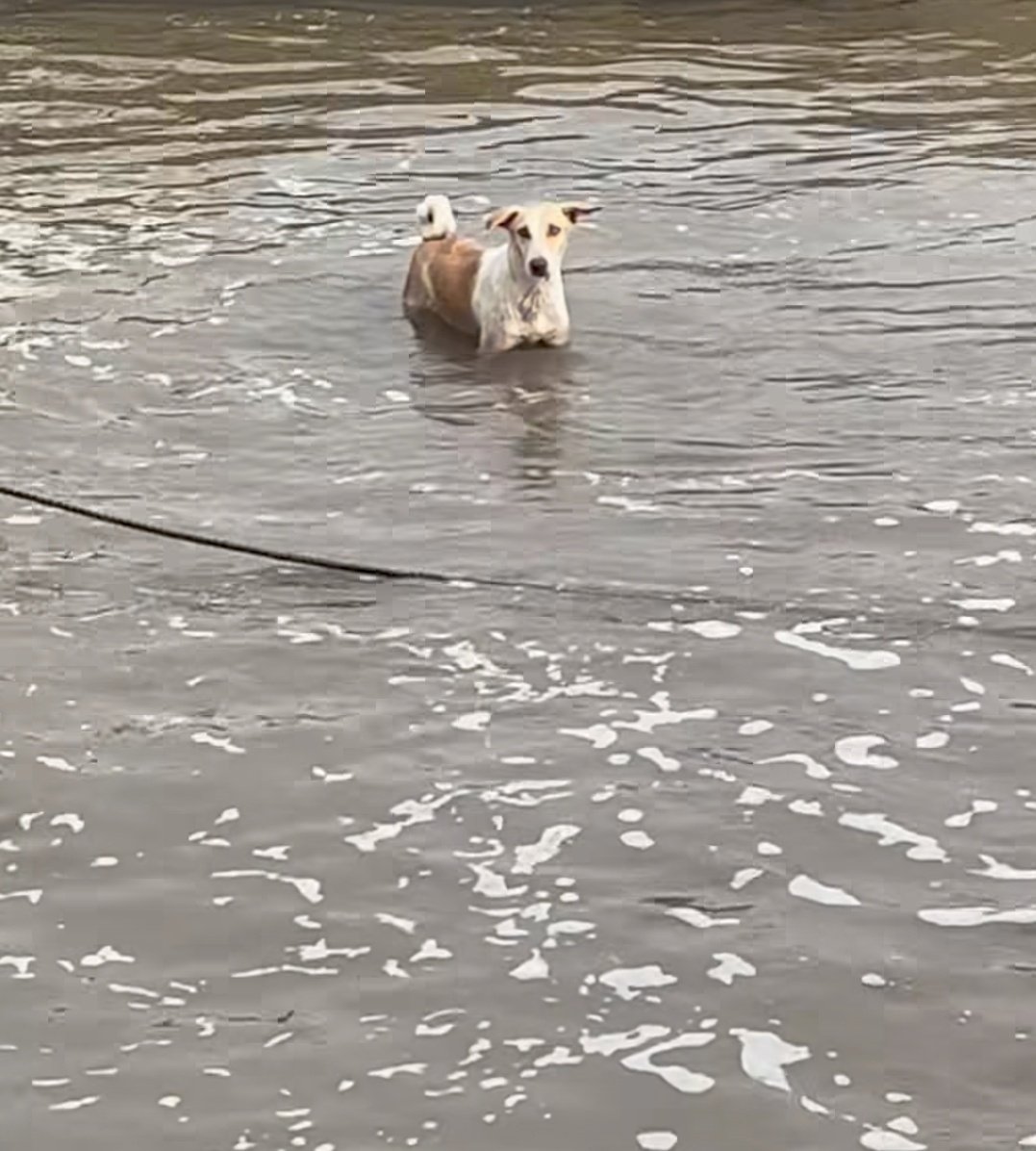 Pray for Punjab 

 #PunjabFloods