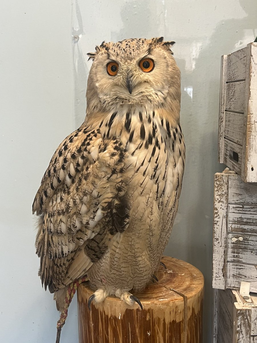 動物を触るなんて
ハイリスクノーリターンw
僕はツンツンツンできたので
コチさんとソラさんに勝利しました🏆
ララさんお邪魔しました！🙋

#XENO
#亀は触れる