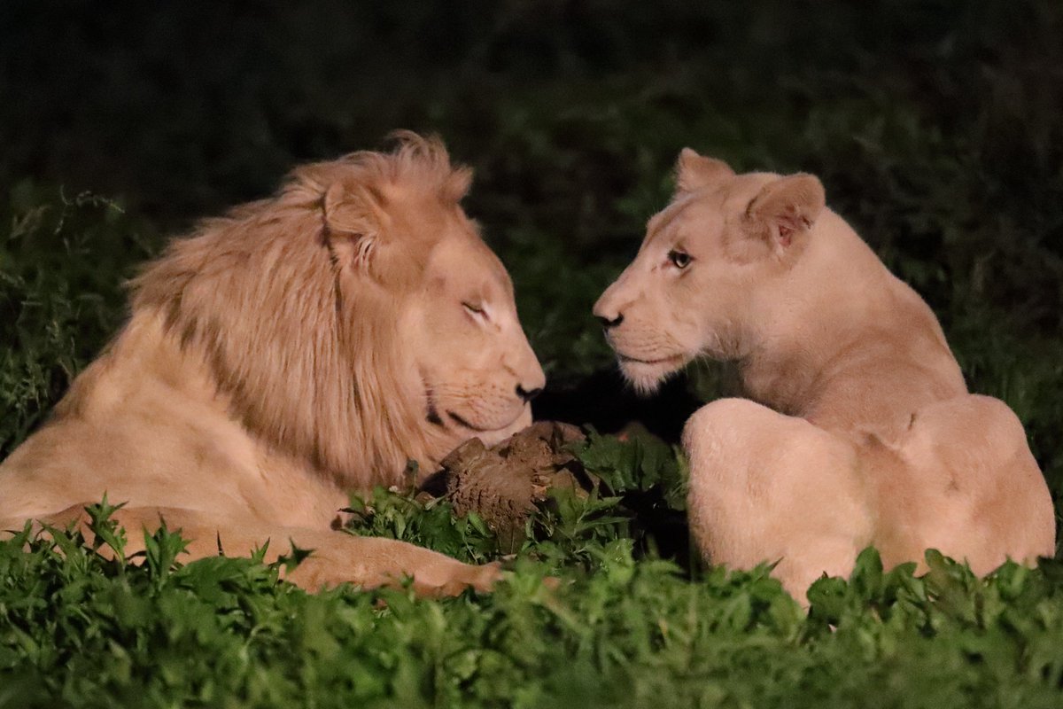 夜のホワイトライオン
＃那須サファリパーク　＃ホワイトライオン