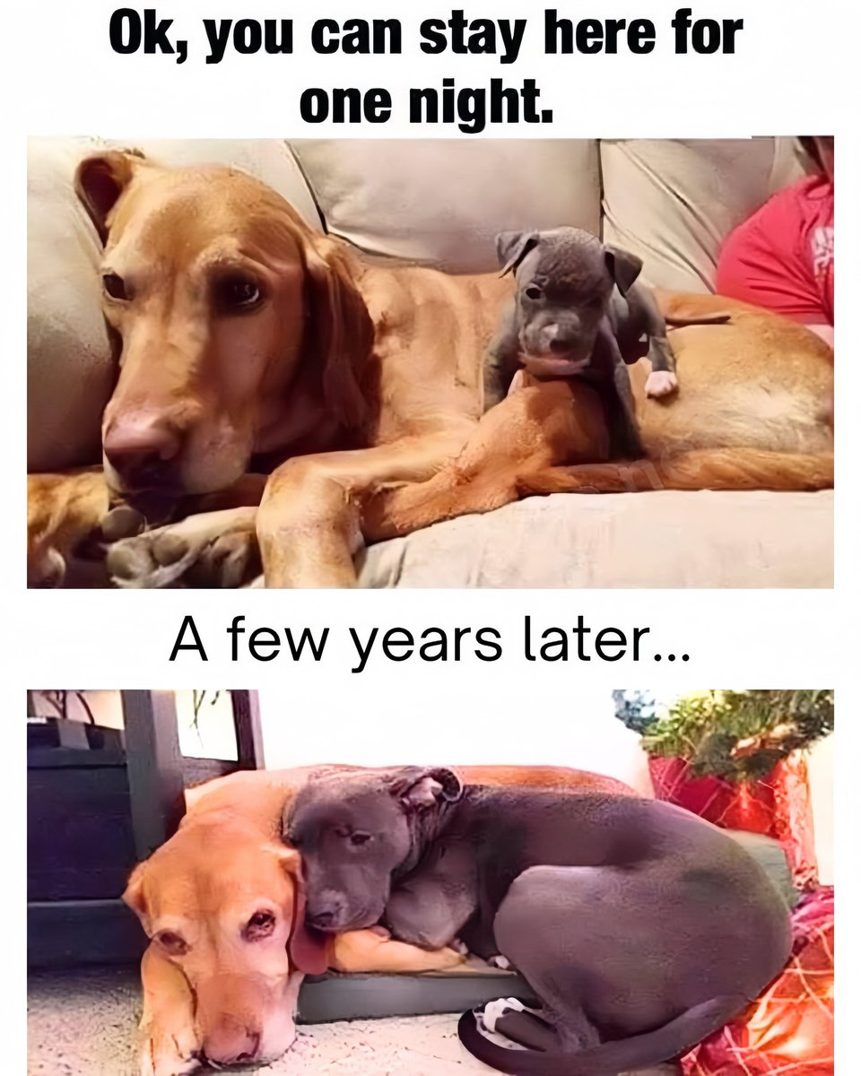 𝕏 Dogs (@_xdogs) on Twitter photo 