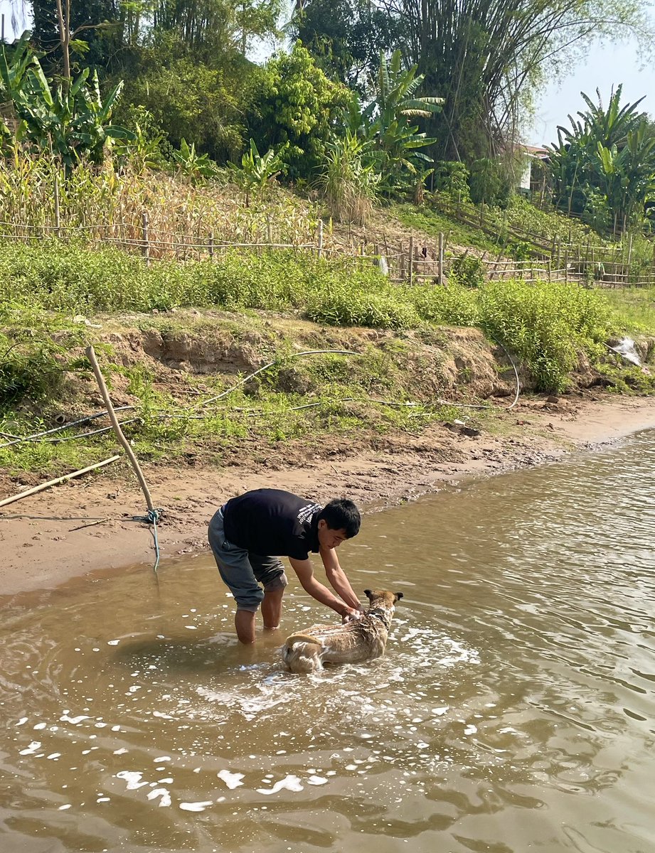 川で洗われる犬inラオス

🇱🇦 Laos Luang Prabang
 #私が見た綺麗な世界
