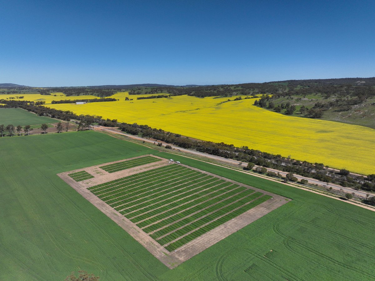 Dr_HammadKhan's tweet photo. Here’s a glimpse of our beautiful site with trials from two collaborative projects focused on #Phenotyping #Roots and #NitrogenUseEfficiency in #Wheat.

Hosted at @DPIRDbroadacre, in partnership with @UQ_News and @MurdochUni, this research is funded by @theGRDC &amp; @WAAgCollab. https://t.co/Agf84LpFeQ