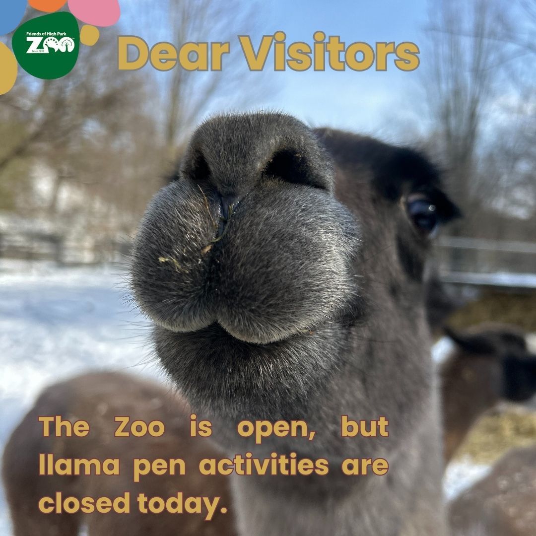 Sorry the llama pen will not be open on Monday, September 1 as we do not  have enough volunteers. We hope to see you next weekend from 12pm to 2pm.  The zoo, image size:1080x1080