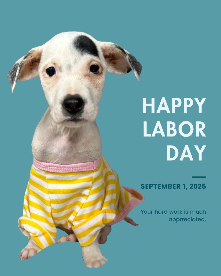 📣 Heads up!
RAL and the Loving Spay+Neuter Clinic will be closed on Monday, September 1 in observance of Labor Day.

We'll resume normal hours on Tuesday. Wishing everyone a safe and restful holiday! 🧡