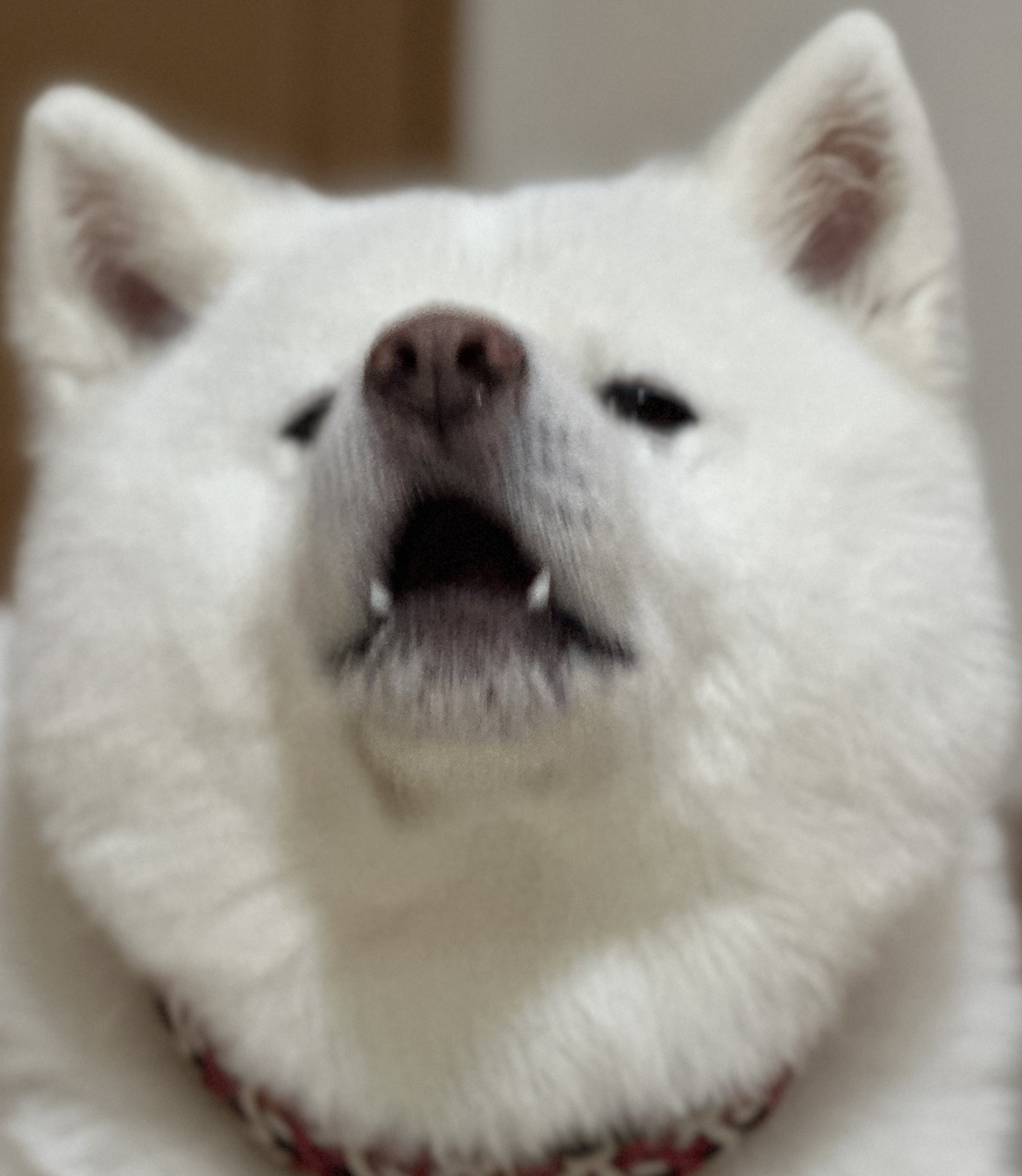 秋田犬 海 カイ♡ on X: 