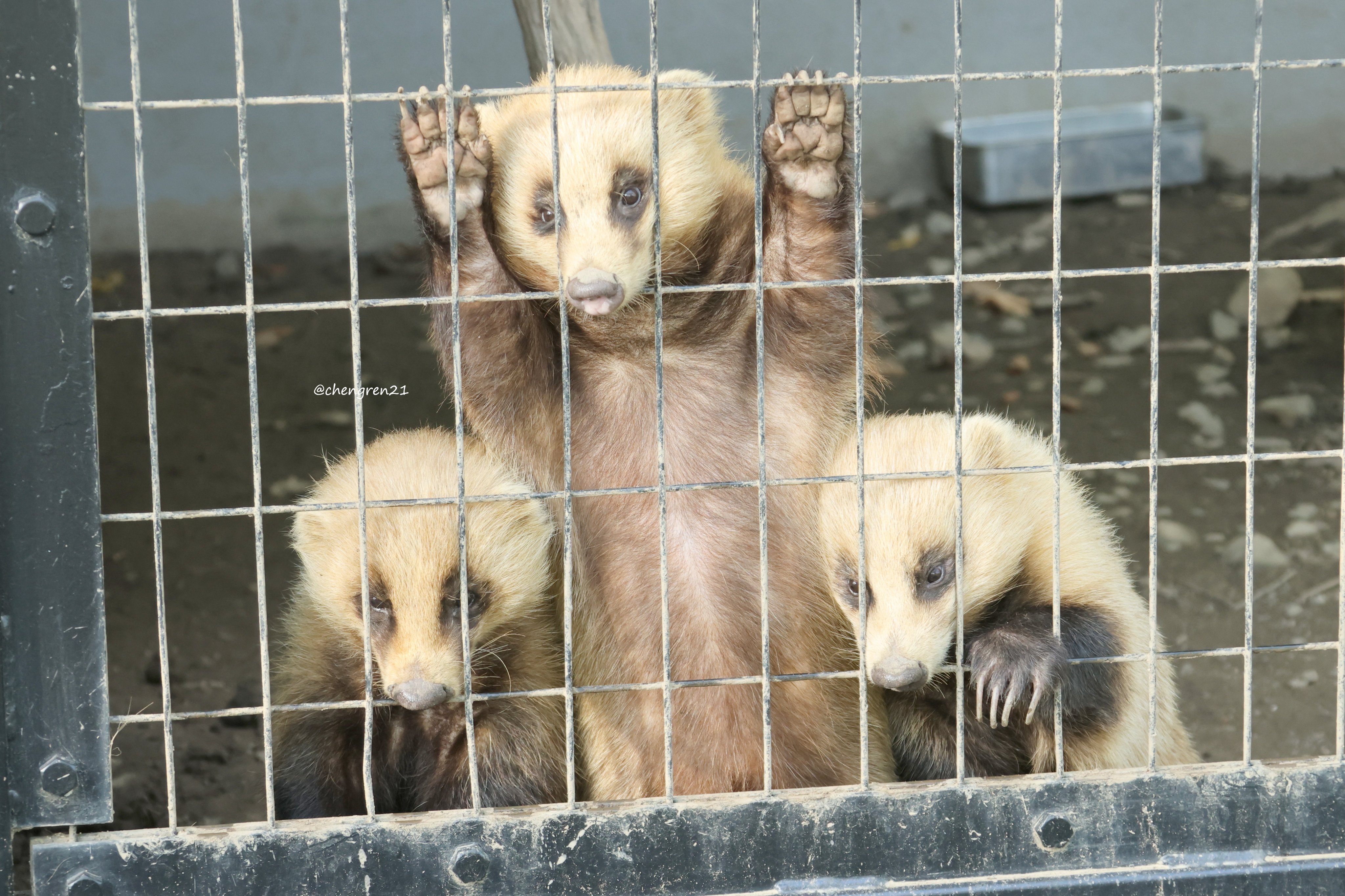 イタチちゃん イタチちゃん - ラブコメじゃないもんっ！ - YouTube