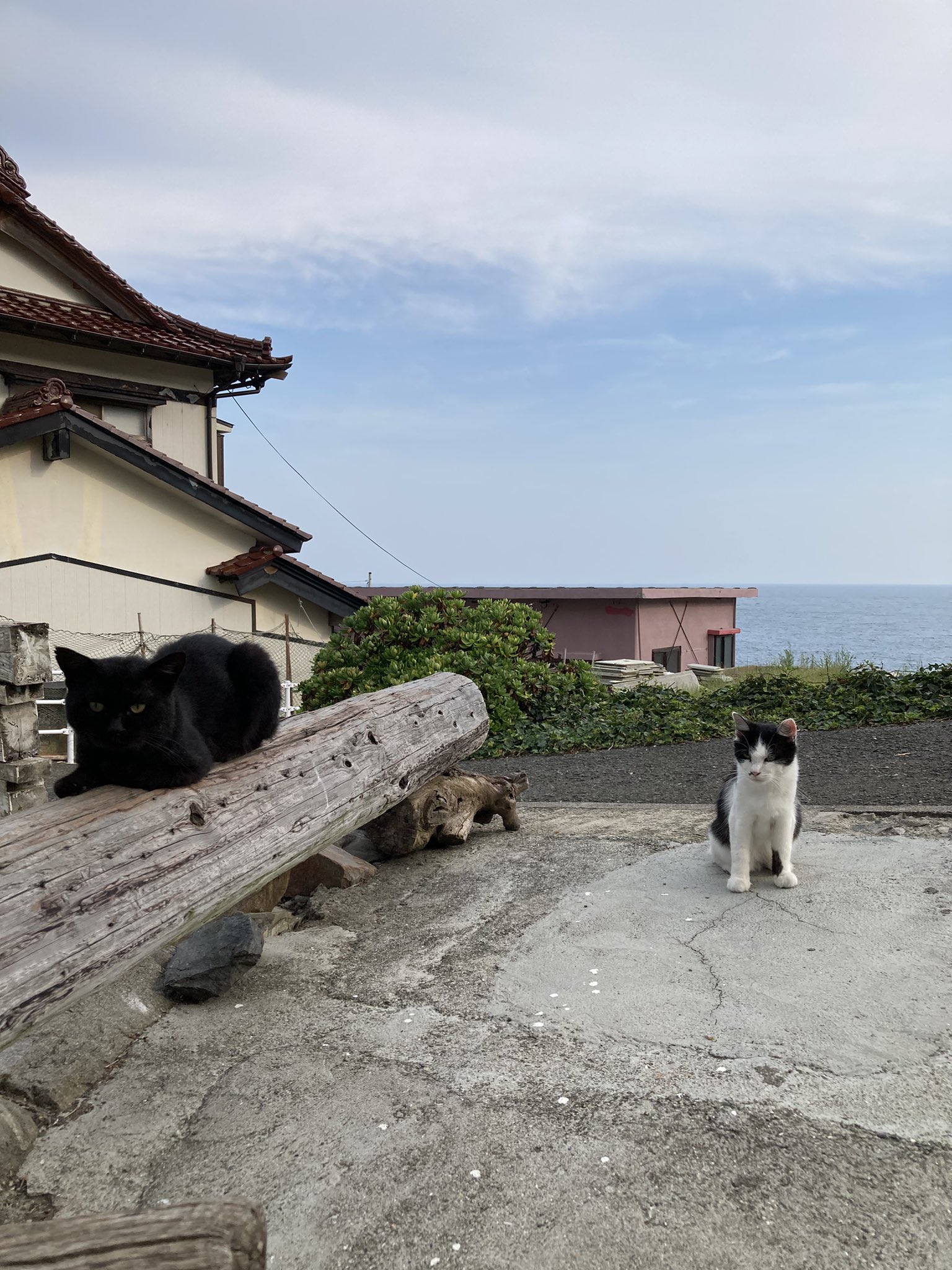 キノコ雲から這い出した猫 キノコ雲から這い出した猫 | 江戸家 猫八 |本 | 通販 | Amazon