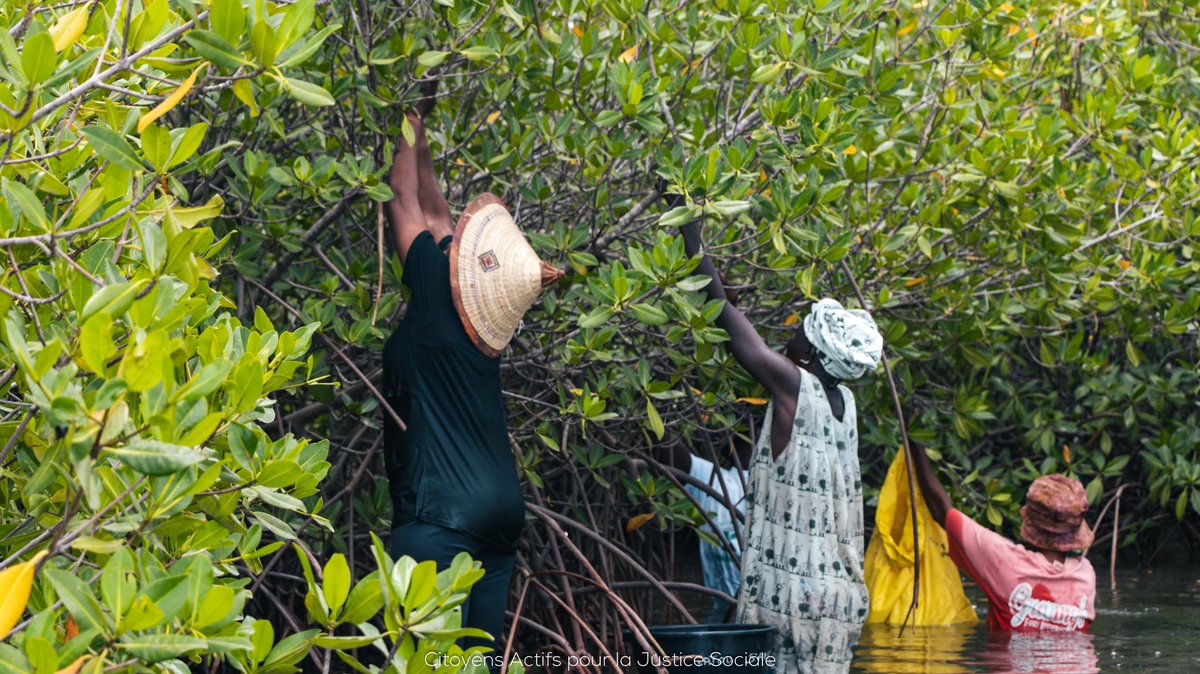 🌱 1ere journée réussie pour nos journées de reboisement de mangroves !
CAJUST a eu le plaisir de partager un moment  avec les femmes de l’Union locale de Mar Lodj : la recherche et la collecte de propagules.
Ces petites pousses représentent l’avenir de nos mangroves 🌊🌍.
