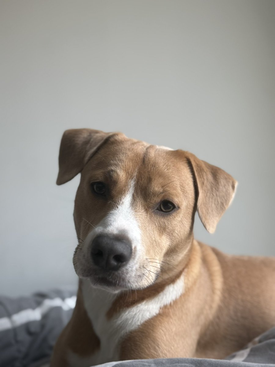 Byakuya. 🏹🗯 tweet media