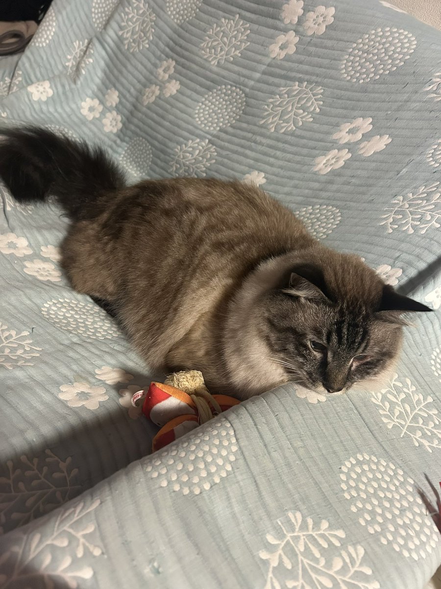 yu_____zu47's tweet photo. ツチヌコ

 #ツチヌコ
  #猫がいる暮らし https://t.co/M8NYKcuHx7