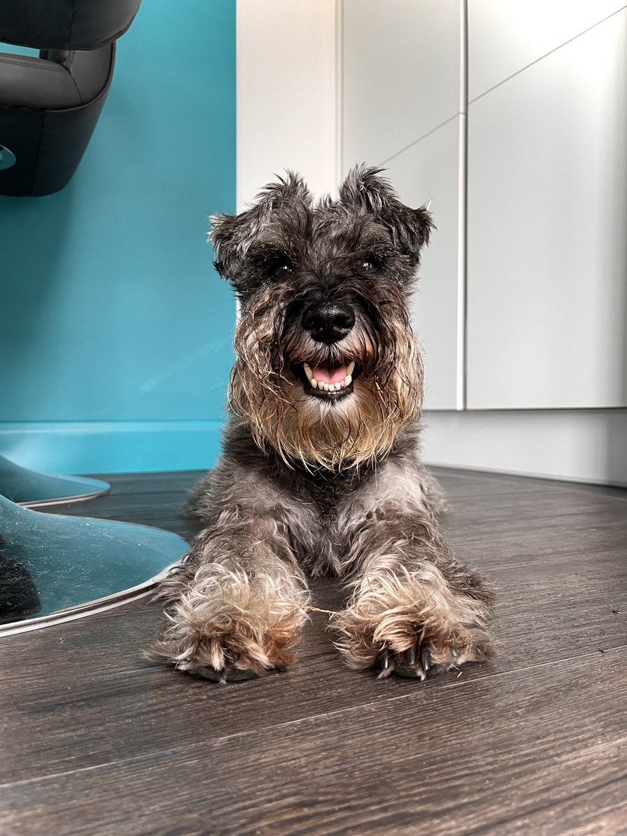 No more mundane scrolling 😵🖥️➡️ hello real world…
📵🚶‍♀️🐕🌳🌲🌳💚👋

#Dogs #Dogsofx #Schnauzers #SchnauzerGang #TakeABreak