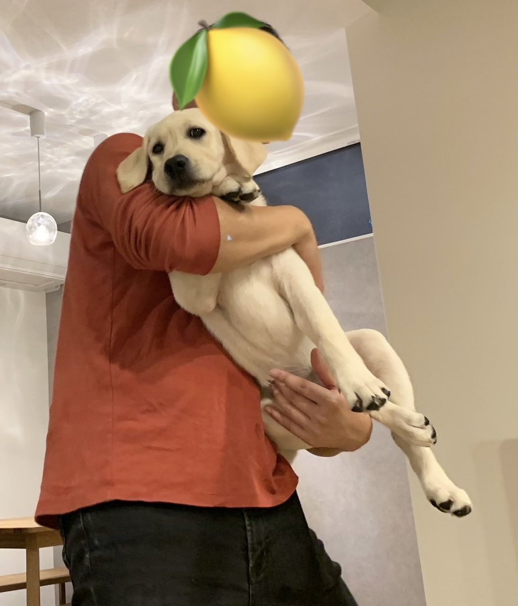 れもん様 ラブラドール れもん (@lemon20210621) / X