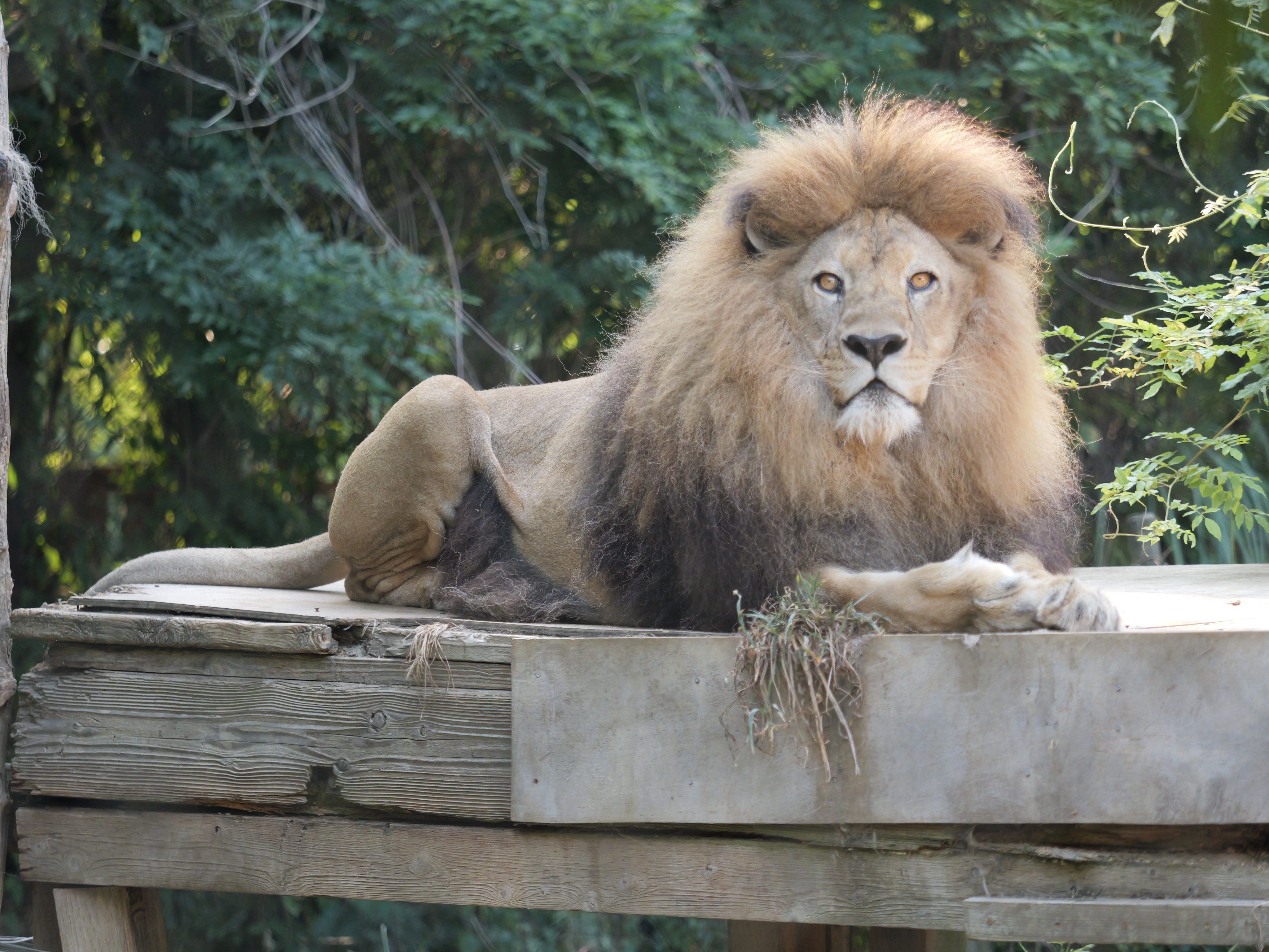 動物園学 動物園学 | 村田 浩一, 楠田 哲士 |本 | 通販 | Amazon